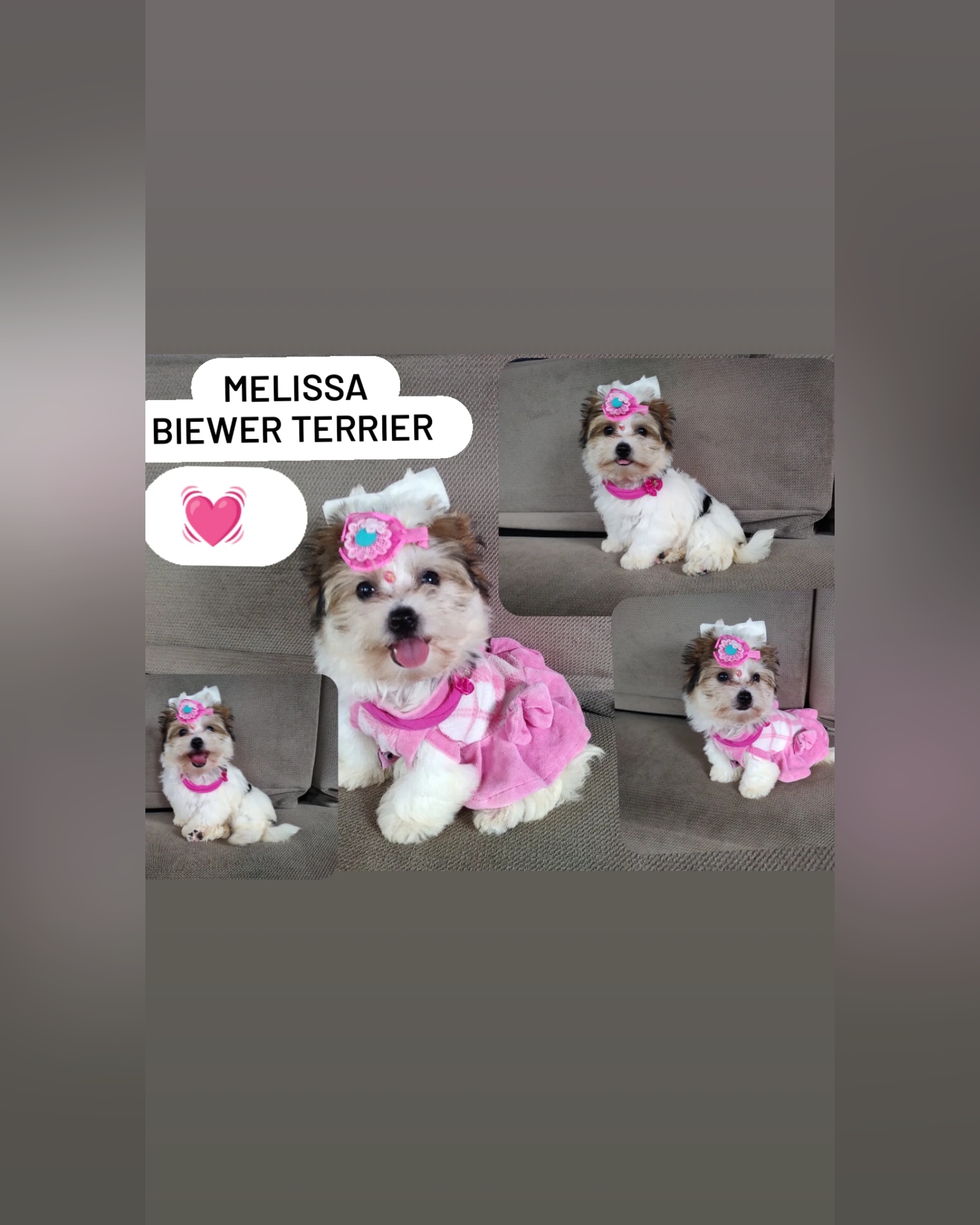 Melissa biewer terrier  - Filhote à venda