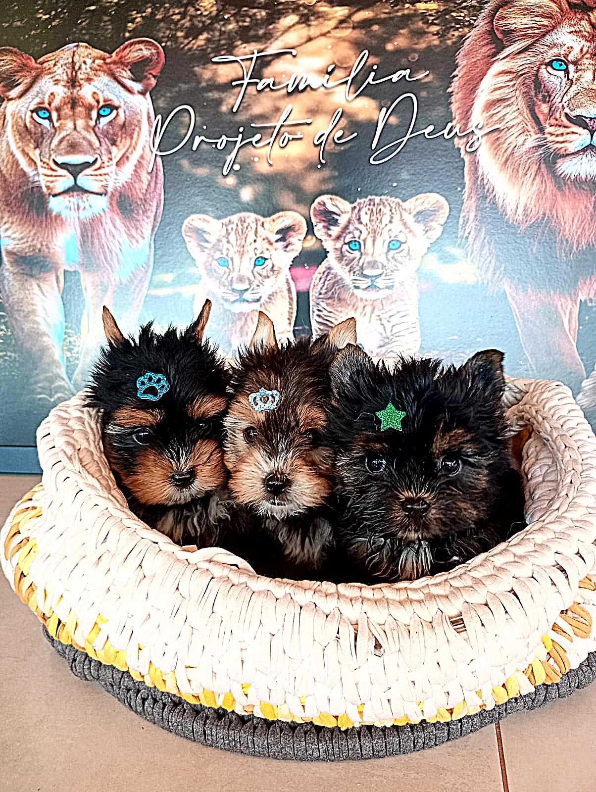 Yorkshire terrier  - Filhote à venda